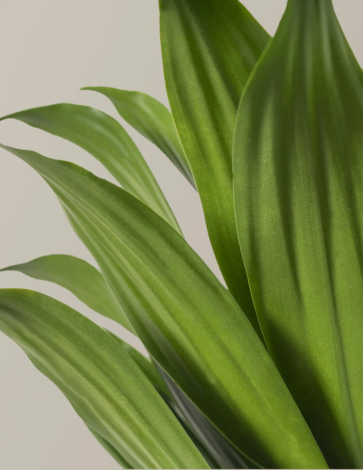 Large Dracaena Compacta Cane