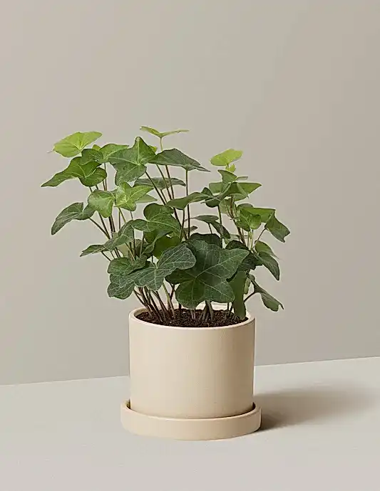 English Ivy