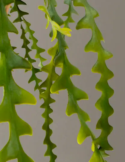 Faux Hanging Ric Rac Cactus