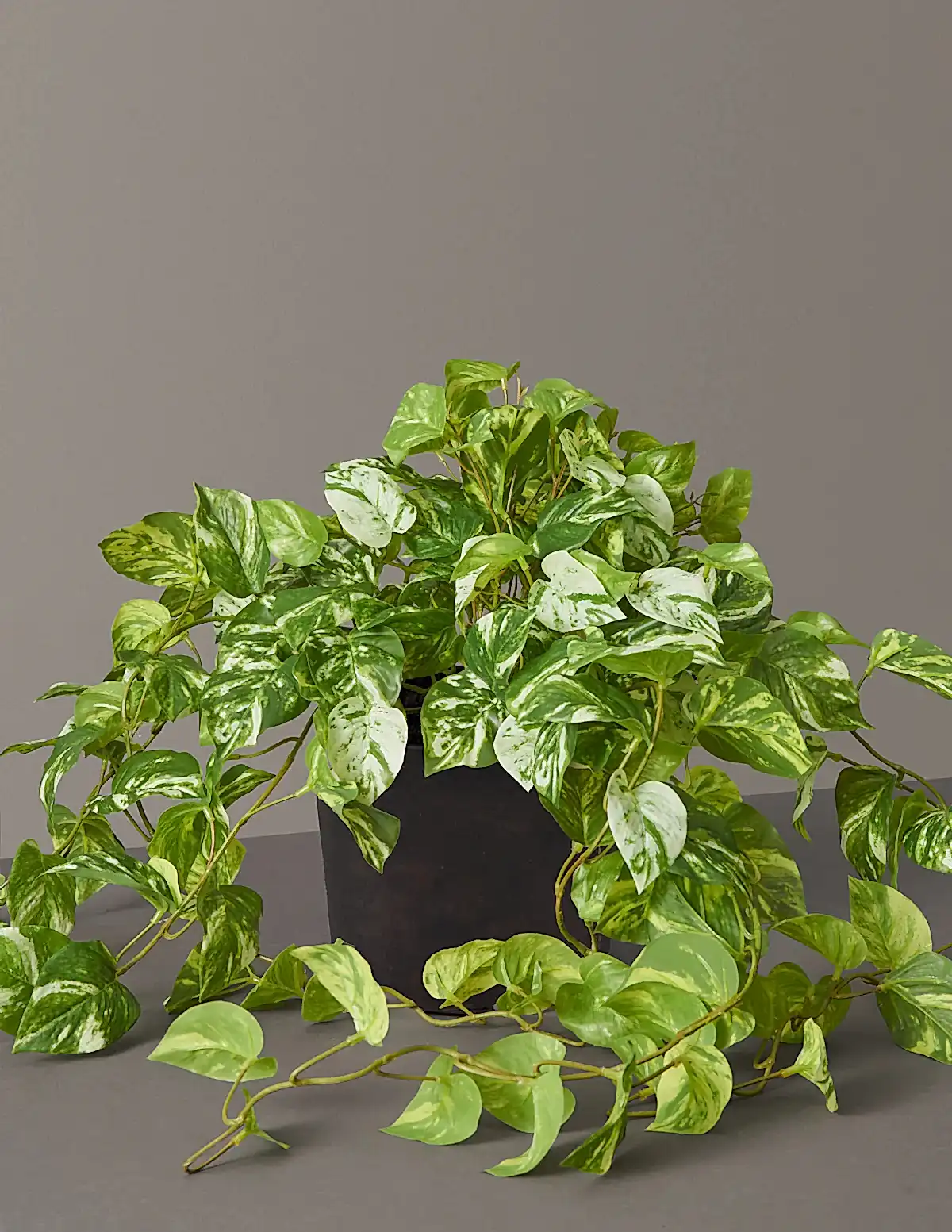 Faux Pothos Plant