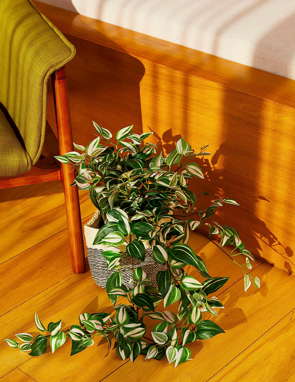Faux Tradescantia Zebrina