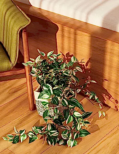Faux Tradescantia Zebrina