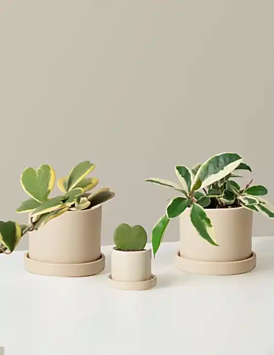 The Hoya Bundle