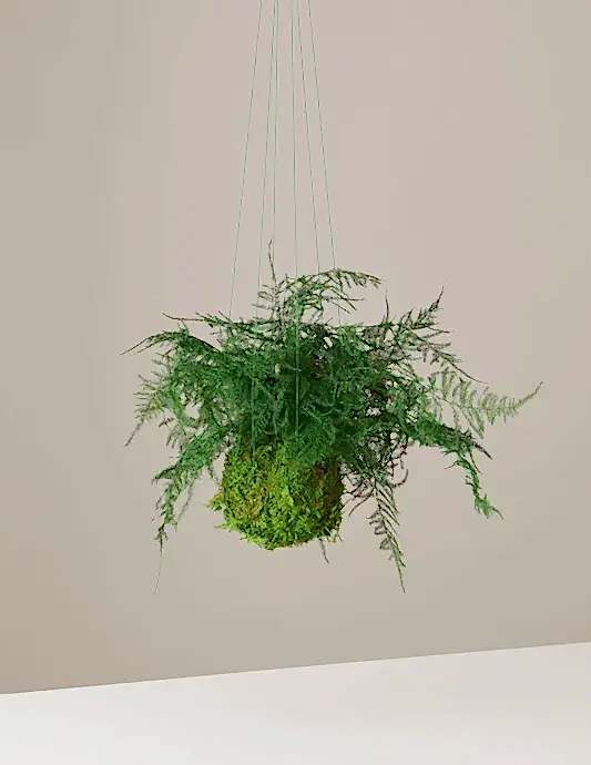 Preserved Fern Kokedama