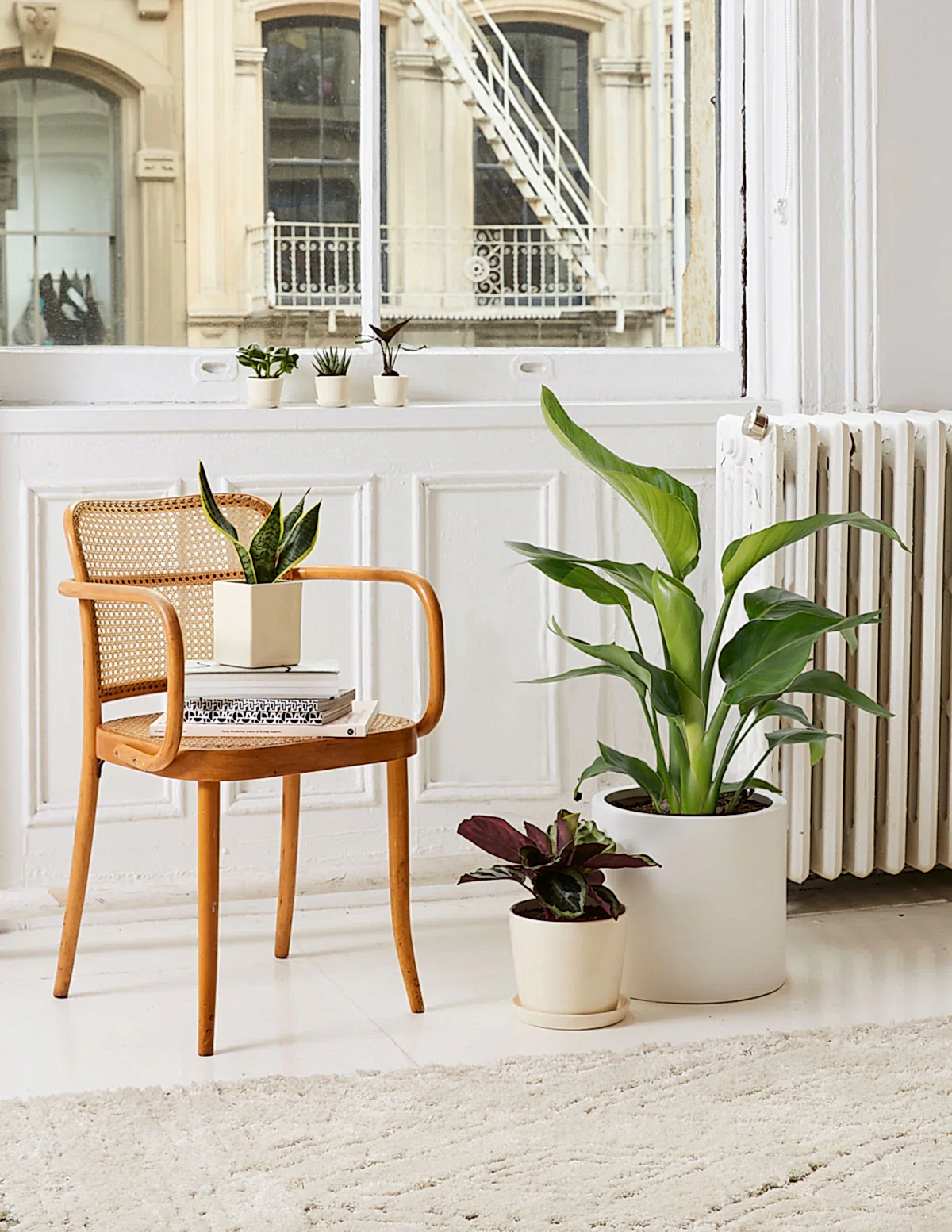 Bird of Paradise