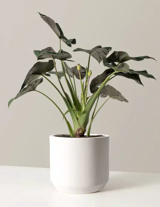 Large Alocasia Regal Shield
