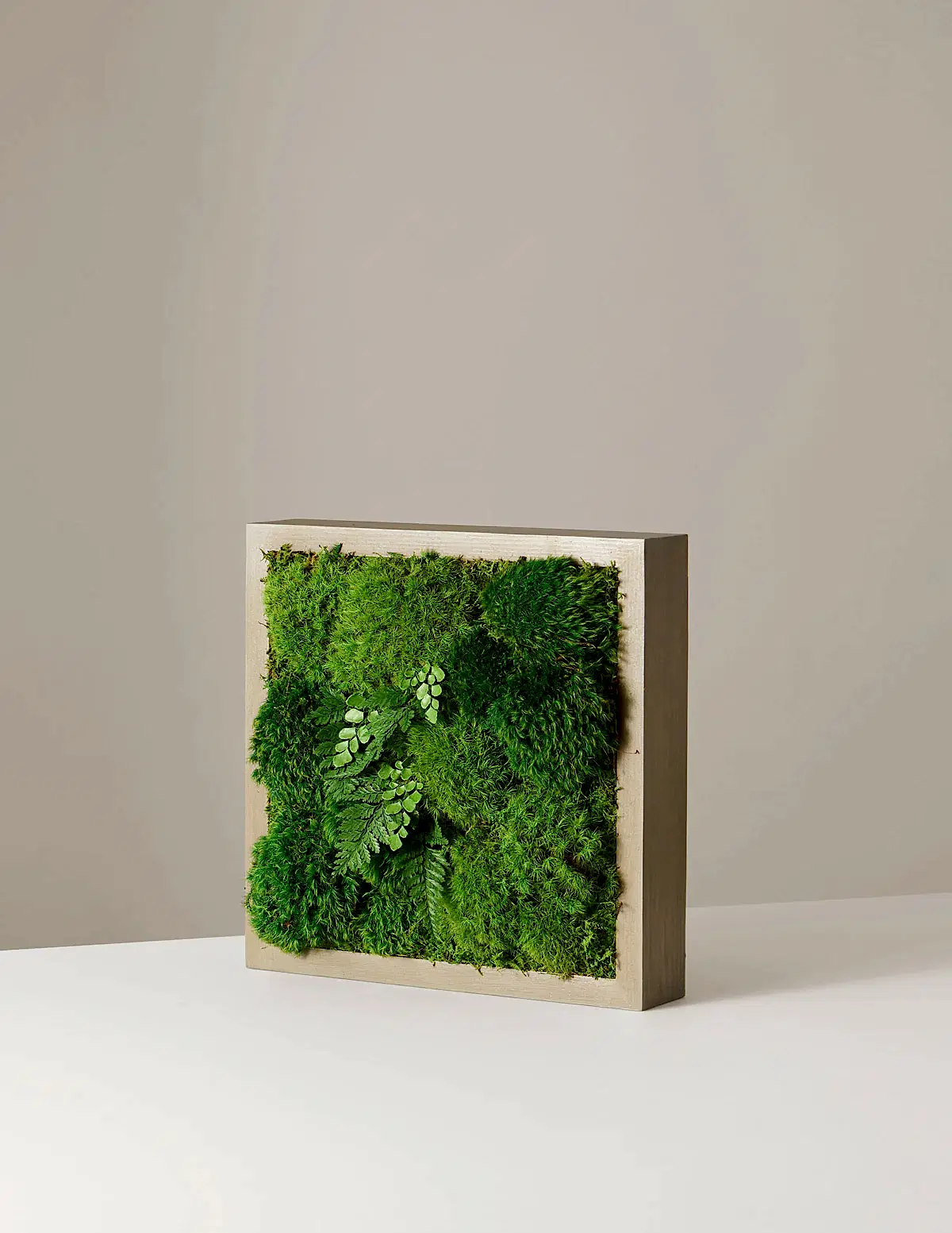 Small Preserved Living Wall 14" x 14"