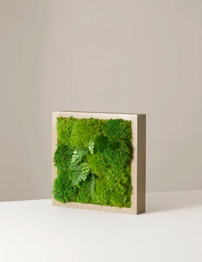 Small Preserved Living Wall 14" x 14"