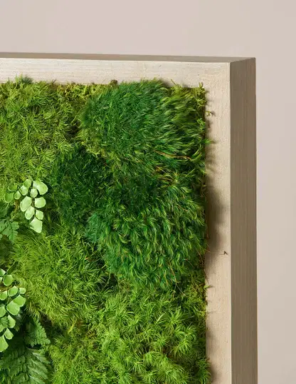 Small Preserved Living Wall 14" x 14"