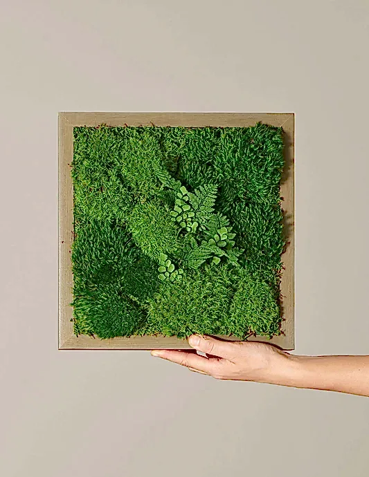 Small Preserved Living Wall 14" x 14"