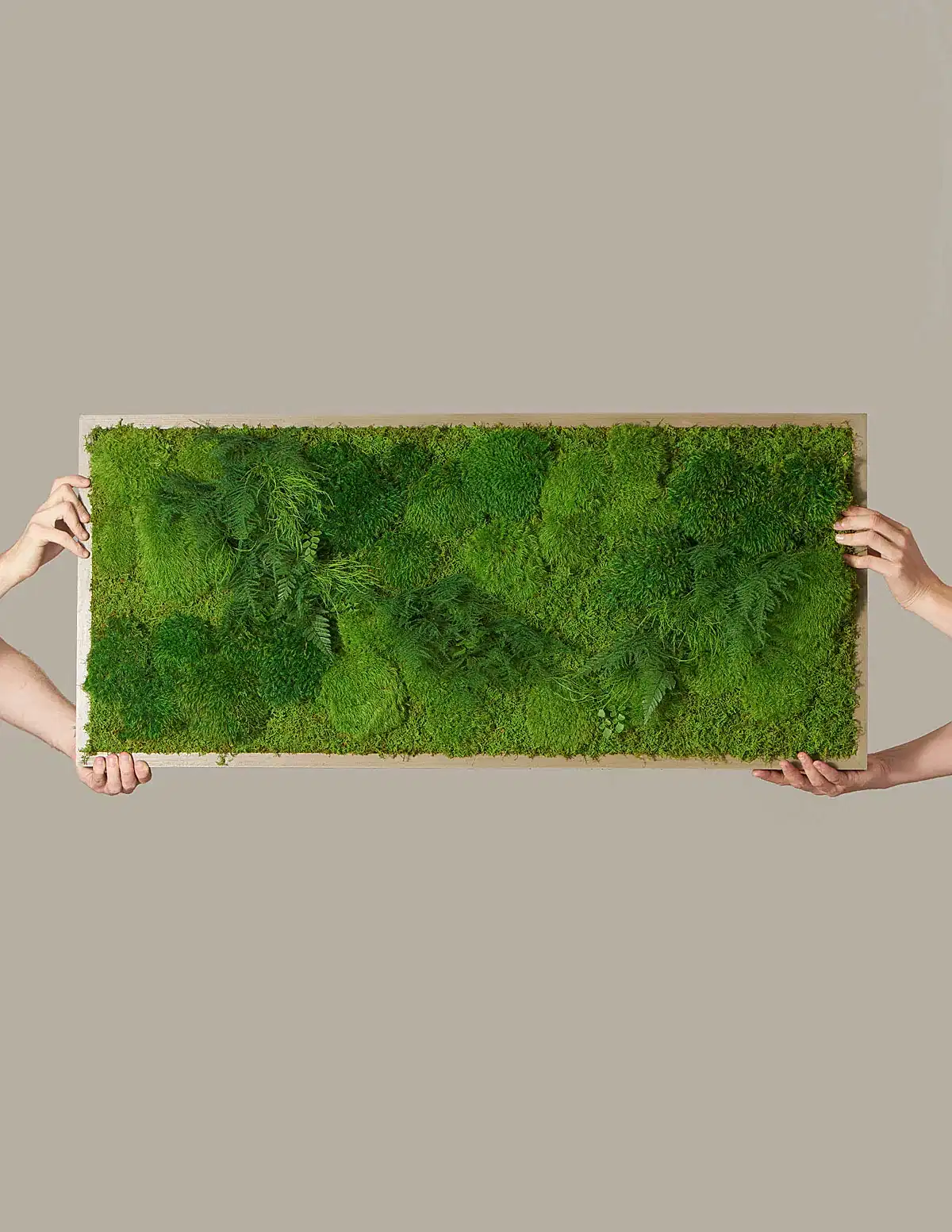 Medium Preserved Living Wall 40" x 18"