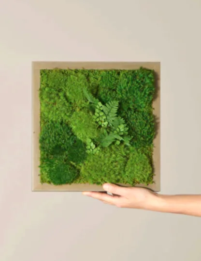 Small Preserved Living Wall 14" x 14"