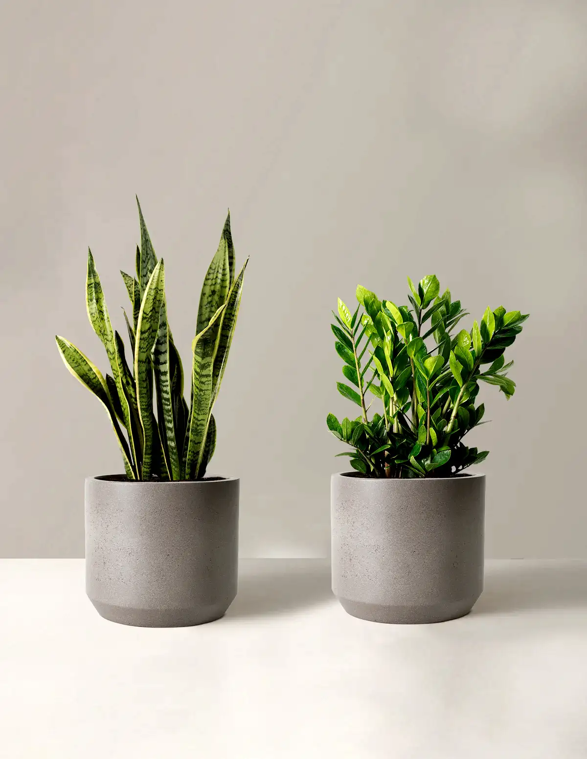 Low-Light Duo