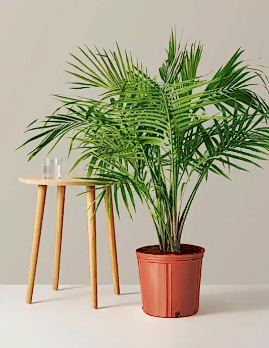 Large Majesty Palm