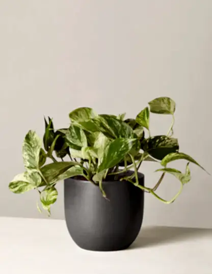 Pothos Marble Queen