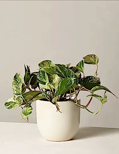 Pothos Marble Queen