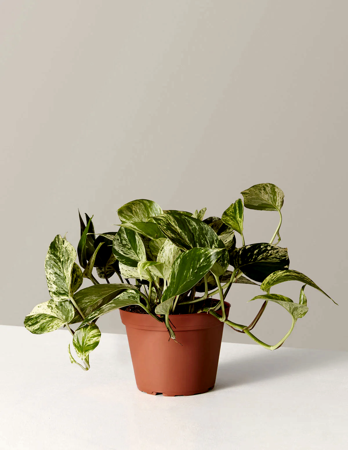 Pothos Marble Queen