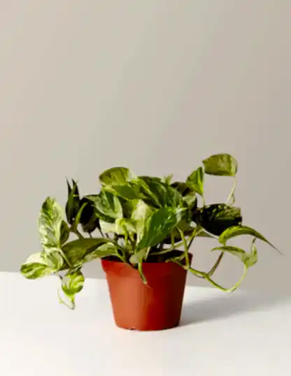 Pothos Marble Queen
