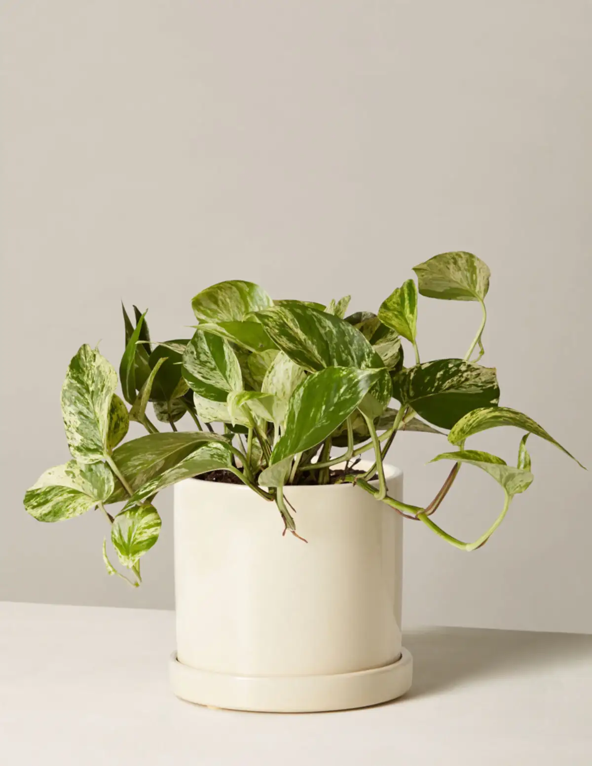 Pothos Marble Queen