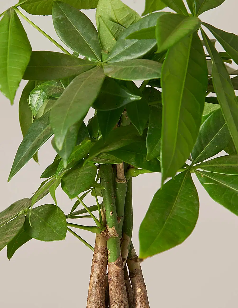 Money Tree Plant