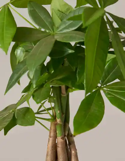 Money Tree Plant
