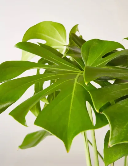 Monstera Deliciosa