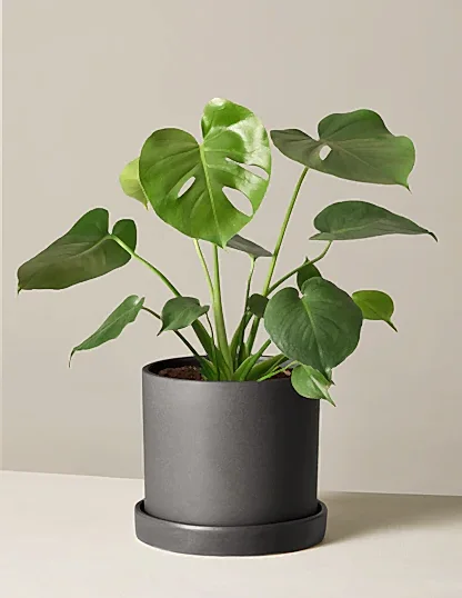 Monstera Deliciosa