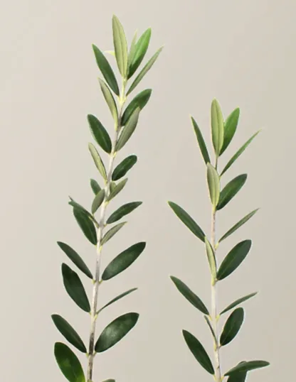 Olive Tree