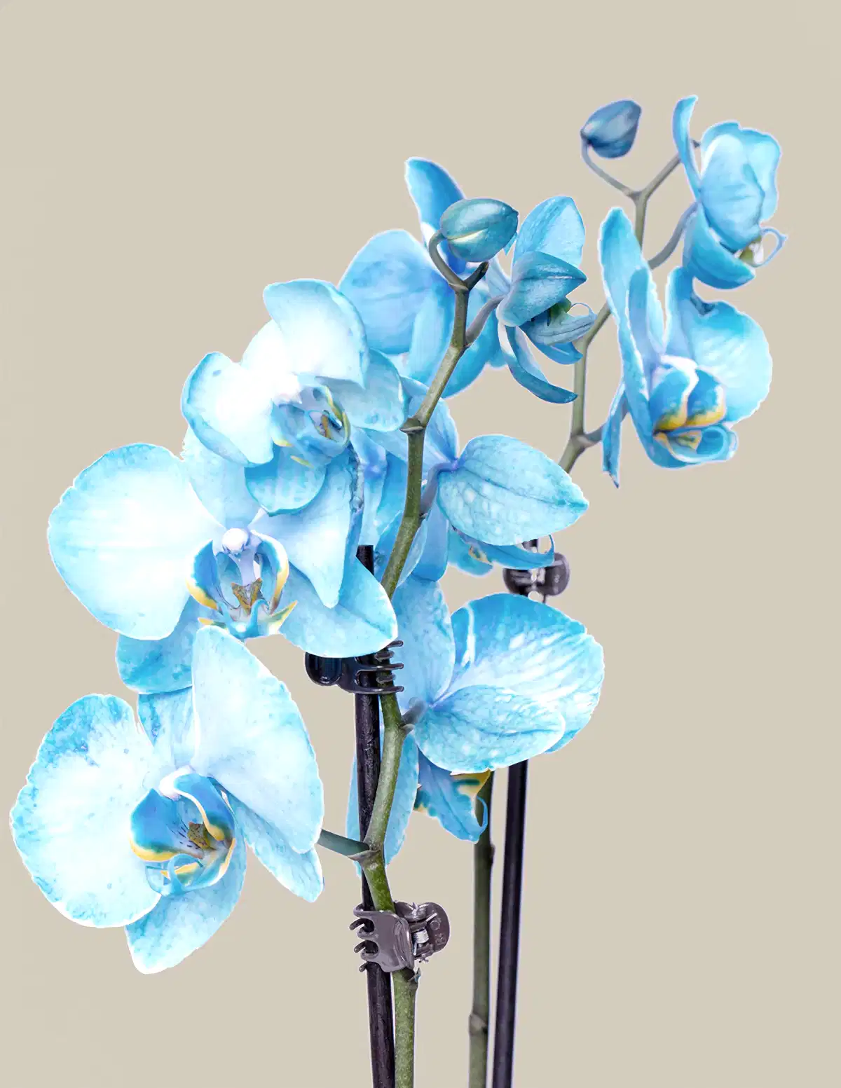 Blue Watercolor Orchid