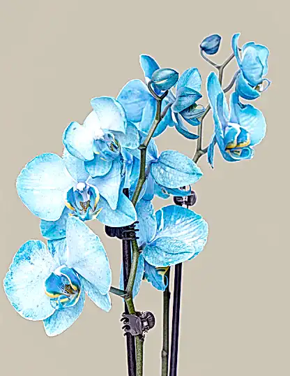 Blue Watercolor Orchid