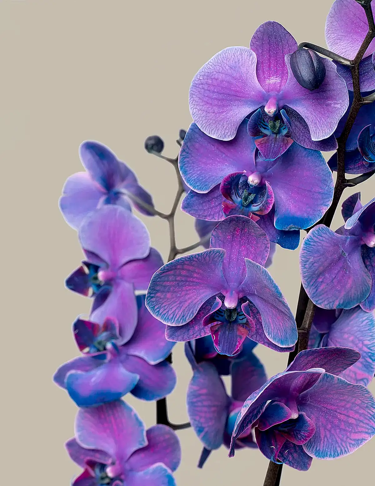 Dark Purple Watercolor Orchid