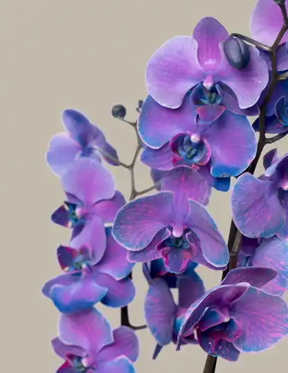 Dark Purple Watercolor Orchid
