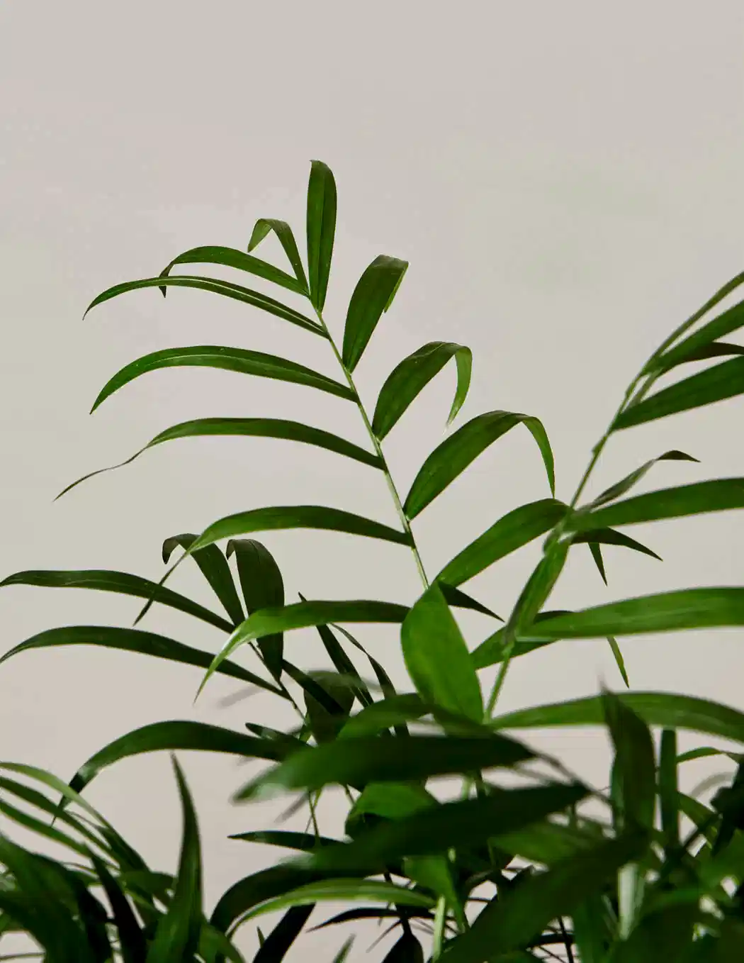 Parlor Palm