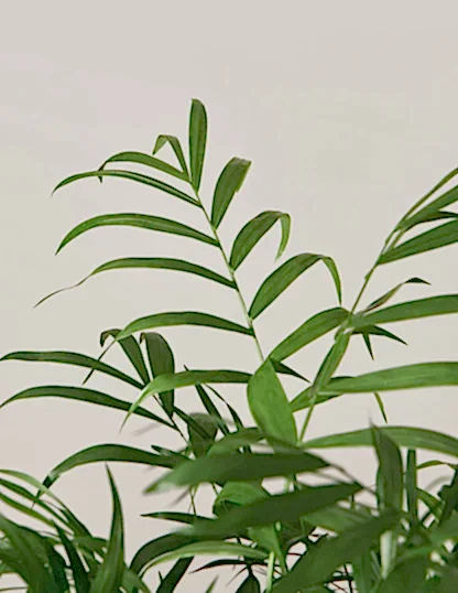 Parlor Palm