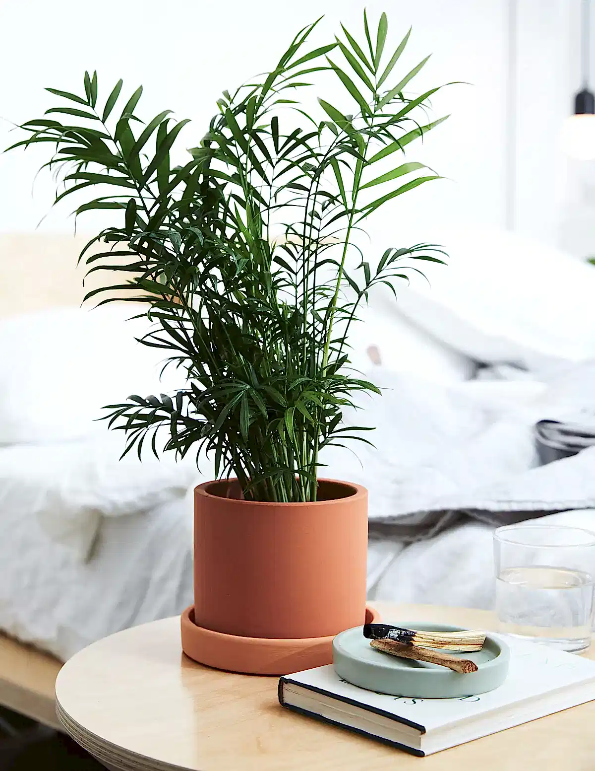 Parlor Palm
