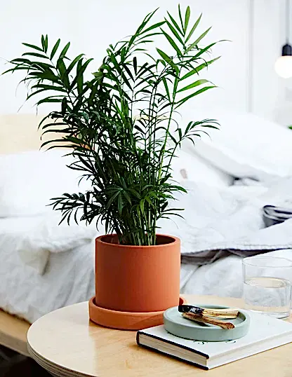 Parlor Palm