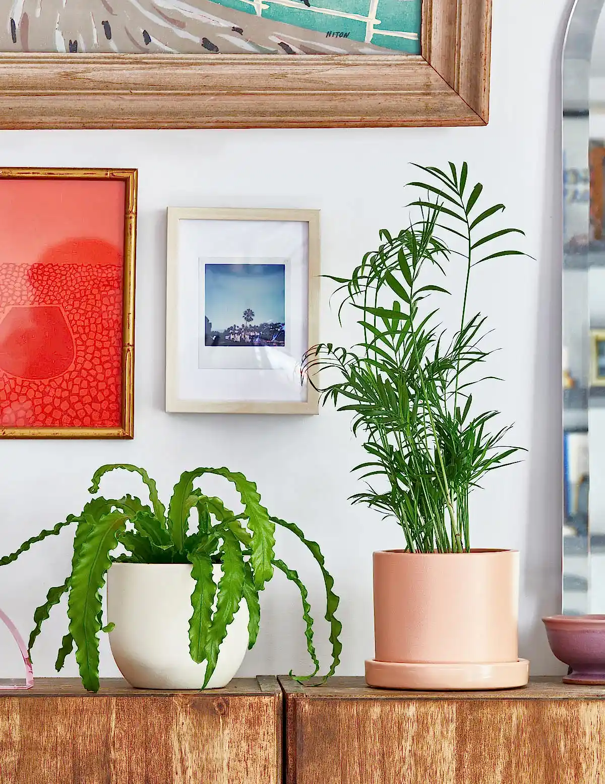 Parlor Palm