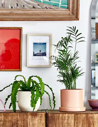 Parlor Palm