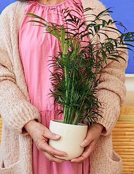 Parlor Palm
