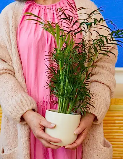 Parlor Palm