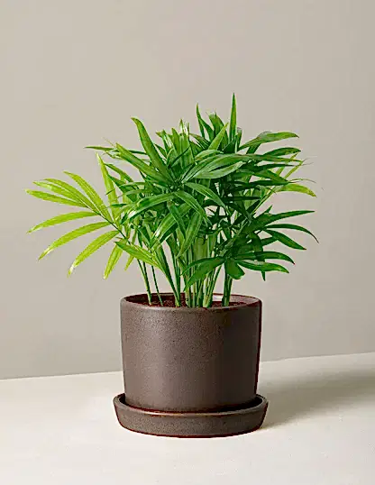 Parlor Palm