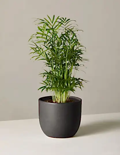 Parlor Palm