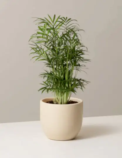 Parlor Palm