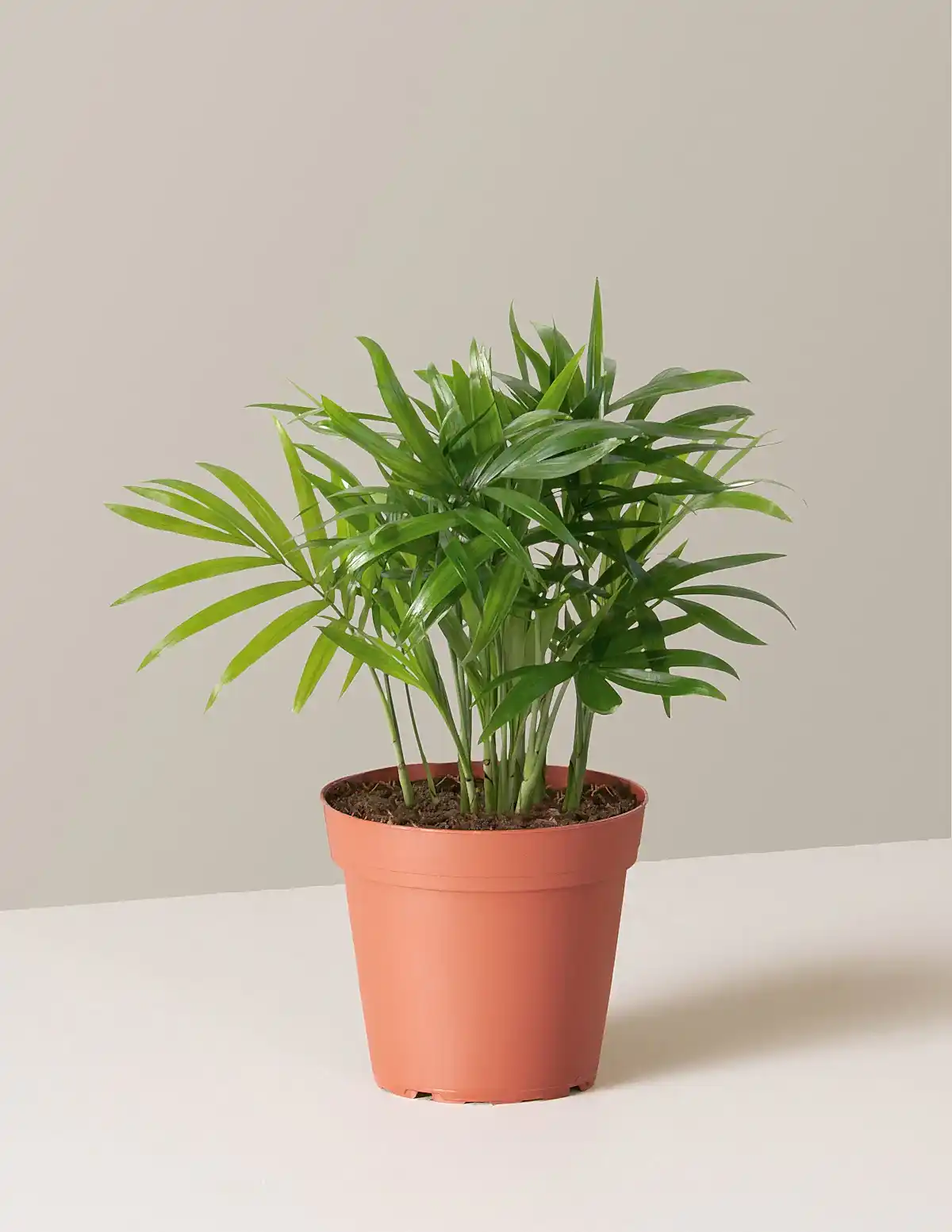 Parlor Palm