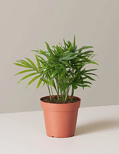 Parlor Palm