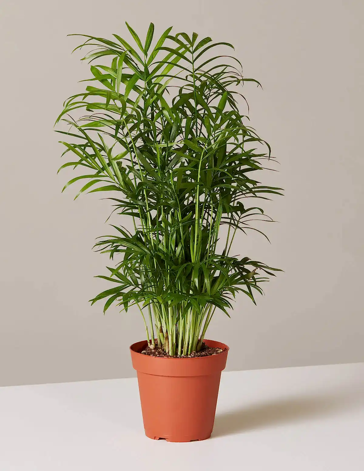 Parlor Palm