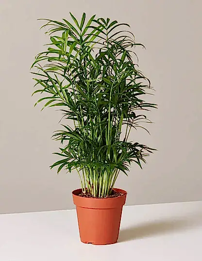 Parlor Palm