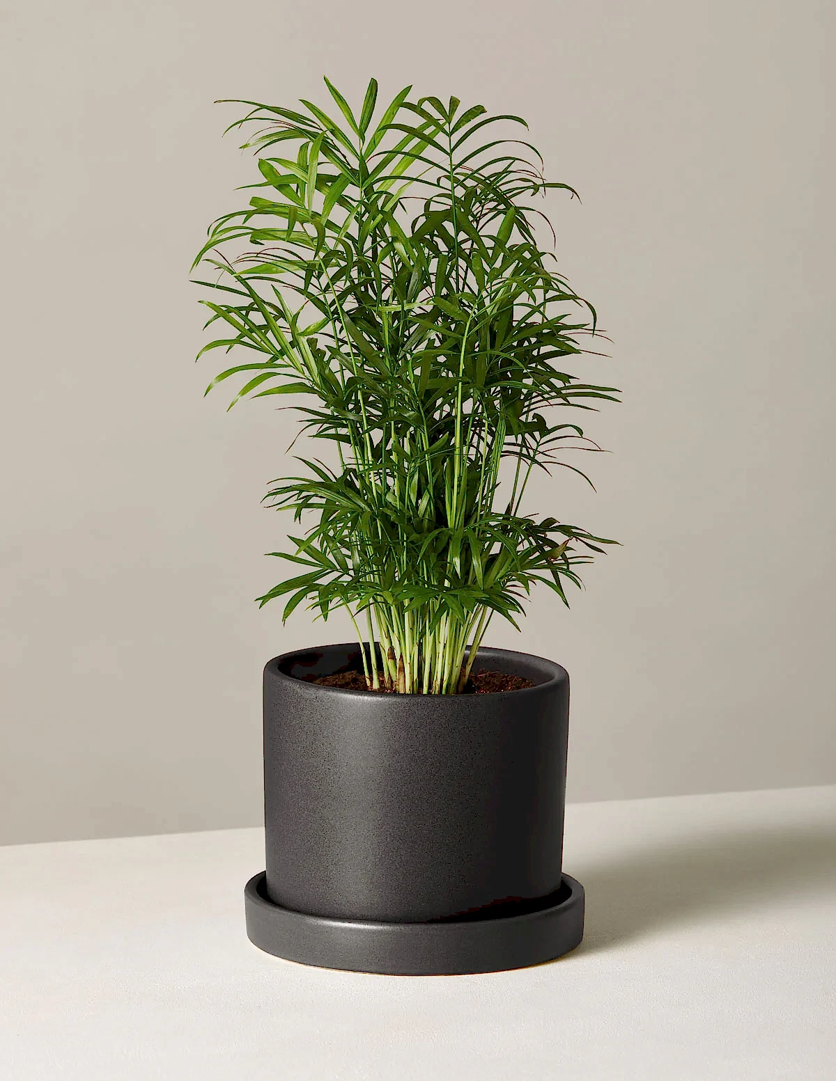 Parlor Palm