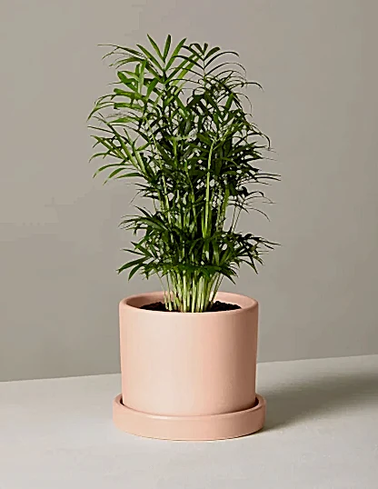 Parlor Palm