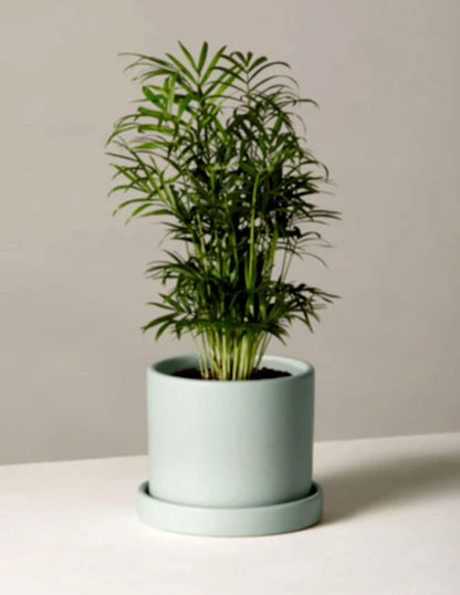 Parlor Palm